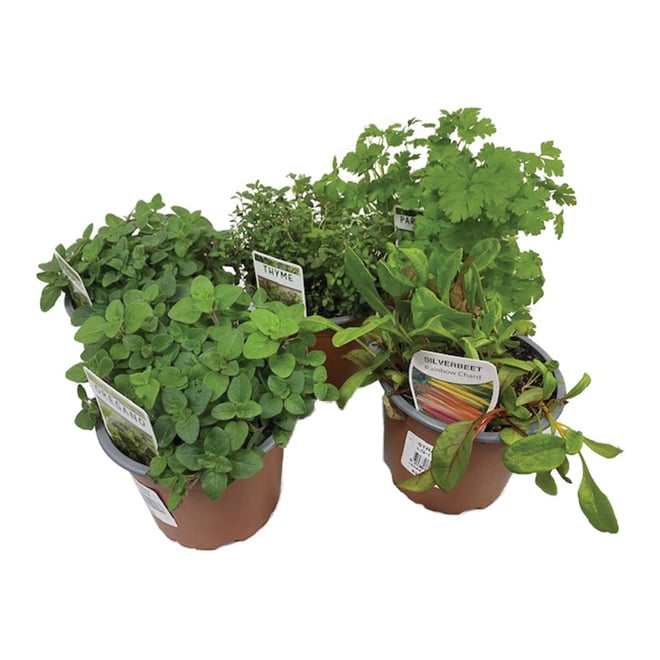 Culinary Collection Herbs And Veggies