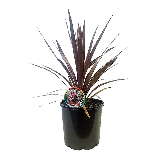 Cordyline Australis Red Star 200MM Pot