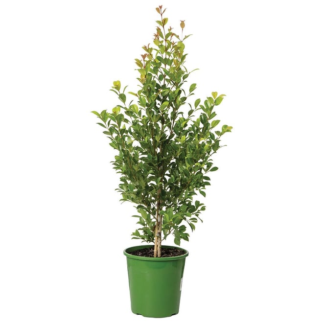 Backyard Bliss Lilly Pilly 200mm Pot