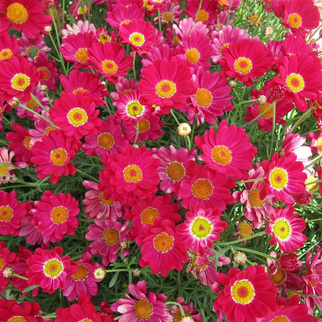 Argyranthemum Red Baron 150mm