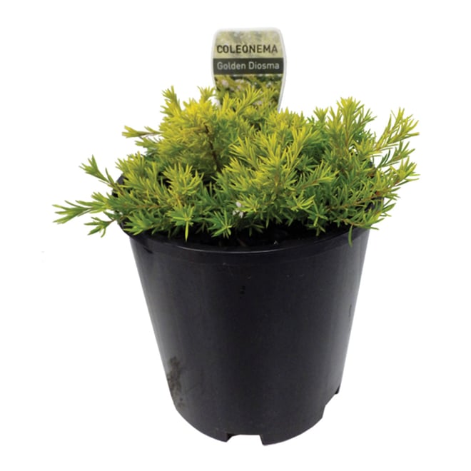 Dwarf Pink Diosma 150MM Pot