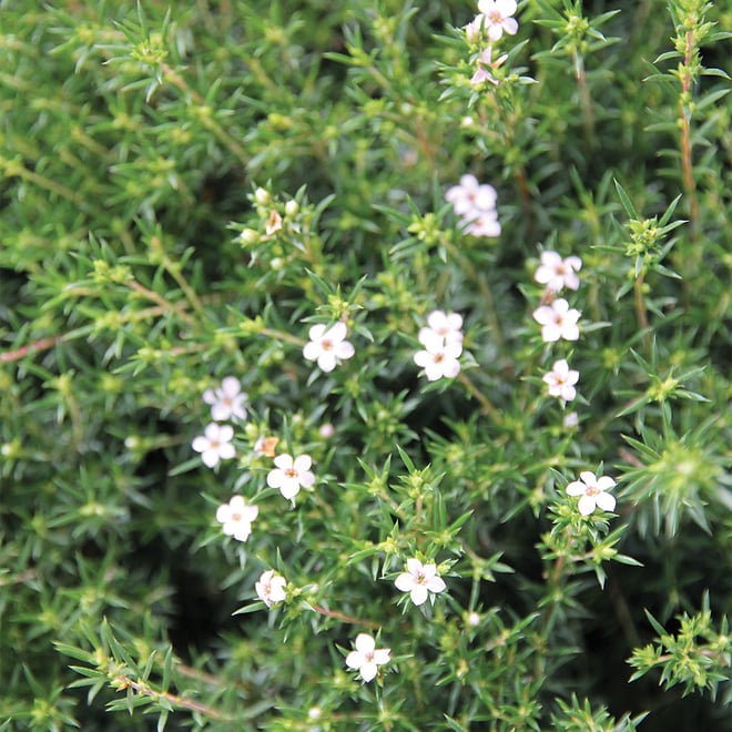 Dwarf Pink Diosma 150MM Pot