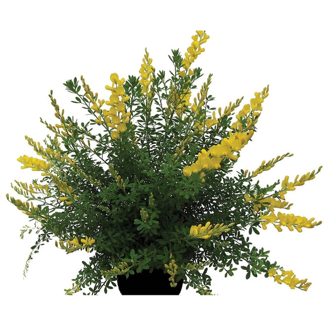 Yellow Imp Dwarf Broom 150mm Pot