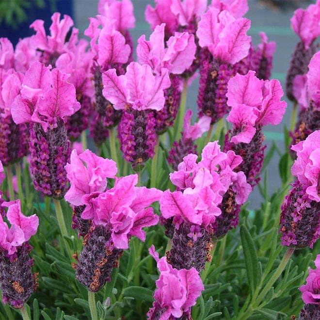 Lavender Love Heart 150mm