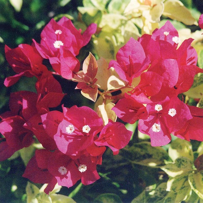 Bougainvillea Assorted 140mm