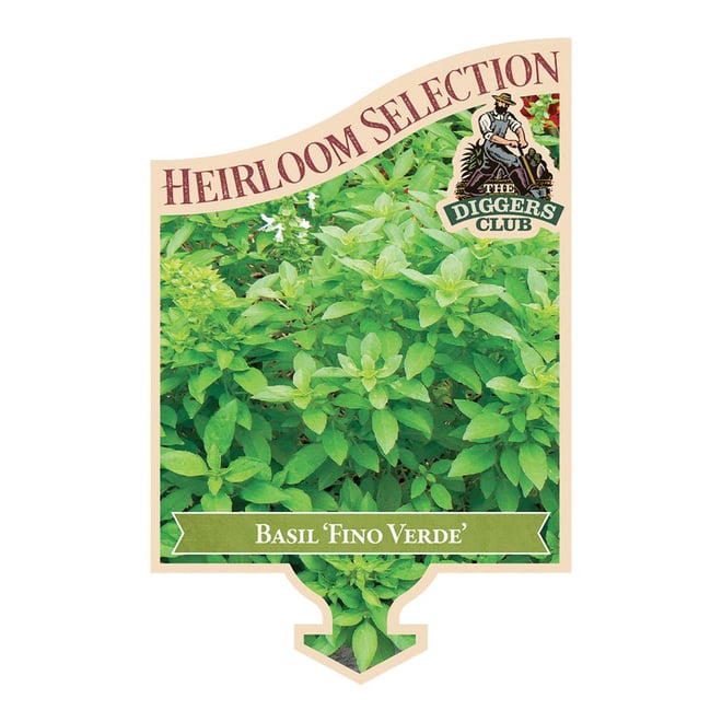 Basil Fino Verde 100mm