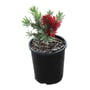 Callistemon Little John Bottlebrush 140MM Pot