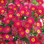 Argyranthemum Red Baron 150mm