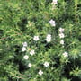 Dwarf Pink Diosma 150MM Pot