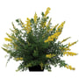 Yellow Imp Dwarf Broom 150mm Pot