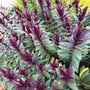 Hebe Pretty N Pink 150MM Pot