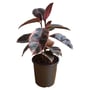 Ficus Assorted Emerald Green, Ruby Or Burgandy 200MM Pot