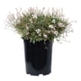 Gaura Sapphire White 140MM Pot
