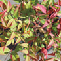 Nandina Moonbay 200MM Pot