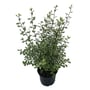 Pittosporum Sheen 140MM Pot