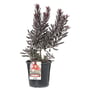 Leucadendron Assorted 200mm Pot