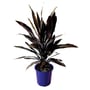 Cordyline Caruba Black 200MM Pot