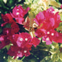 Bougainvillea Assorted 140mm