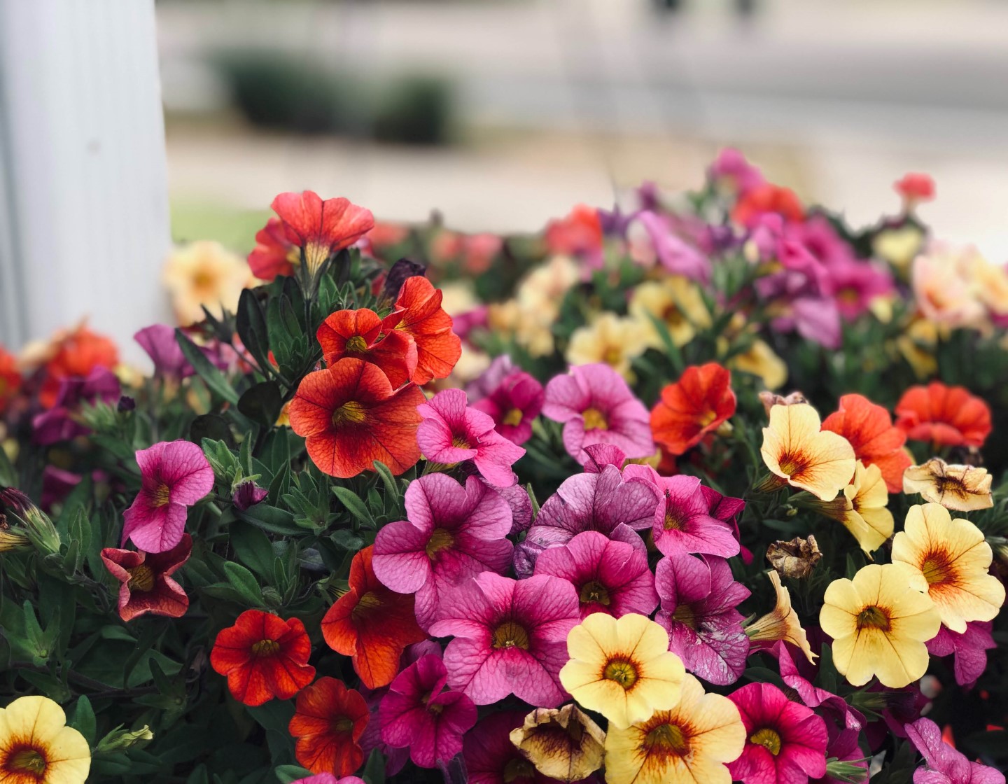 Blog-August-Garden-Thumbnail-01 Resize.jpg