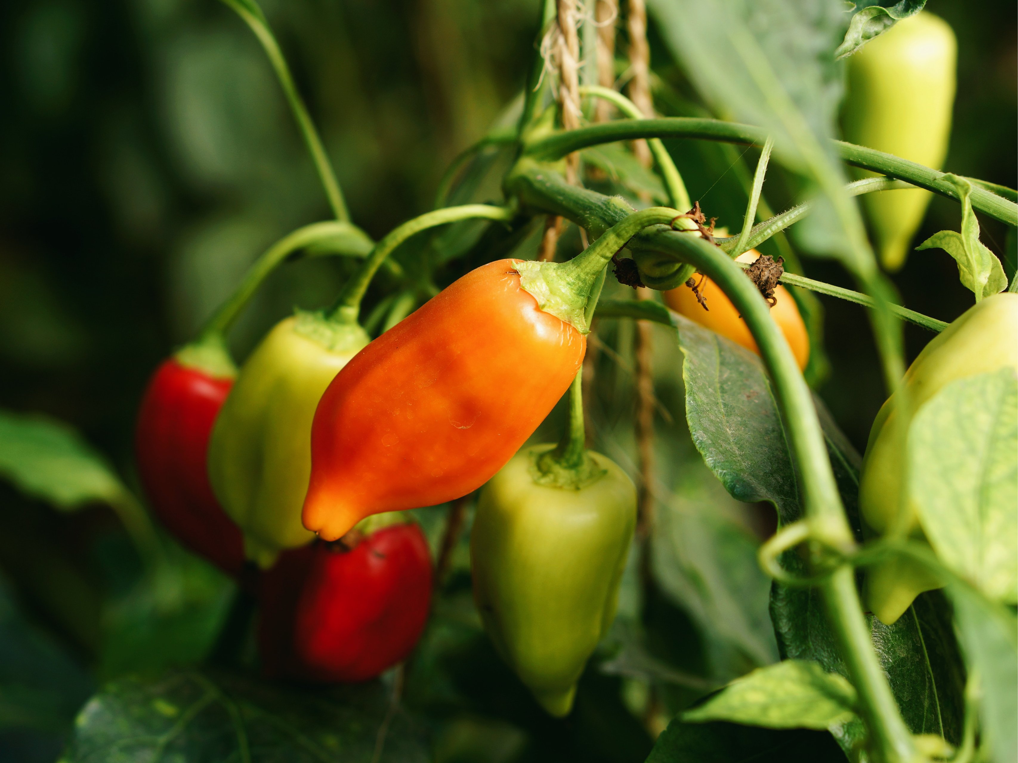 howto garden september - 2020