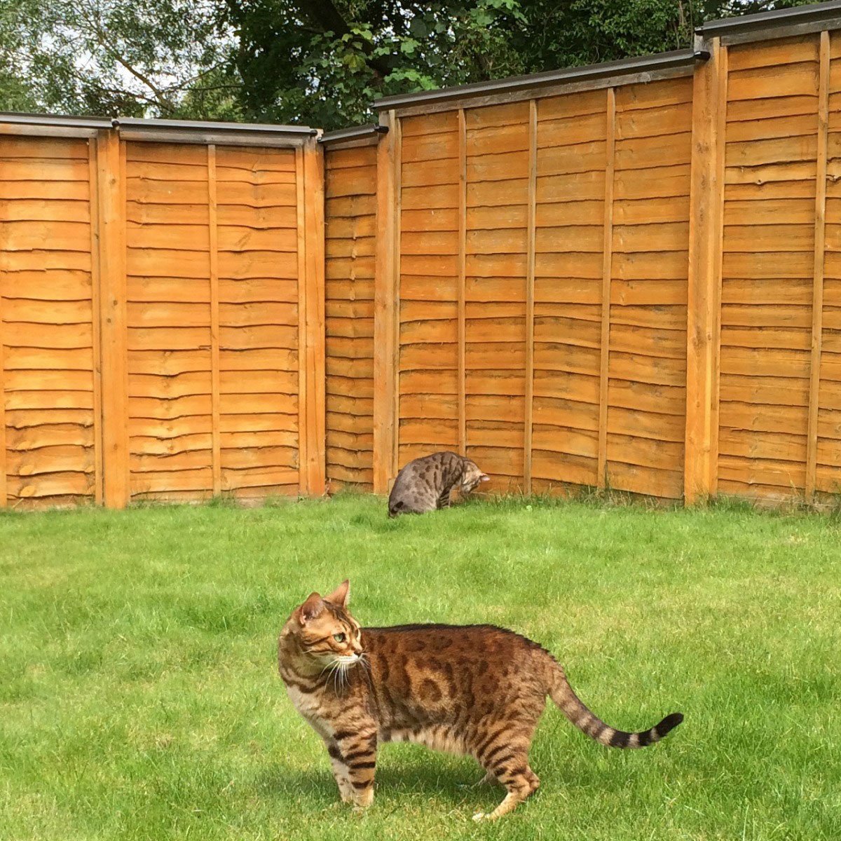 Cat safe on sale fence