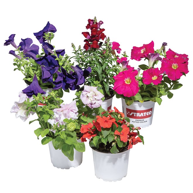 Potted Colour Assorted Flowers 125mm Pot