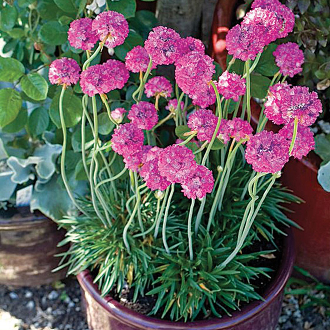 Armeria Bees Ruby 150MM Pot