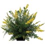 Yellow Imp Dwarf Broom 150mm Pot