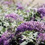 Buddleja Buzz Dwarf Sky Blue 140mm