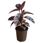 Ficus Assorted Emerald Green, Ruby Or Burgandy 200MM Pot