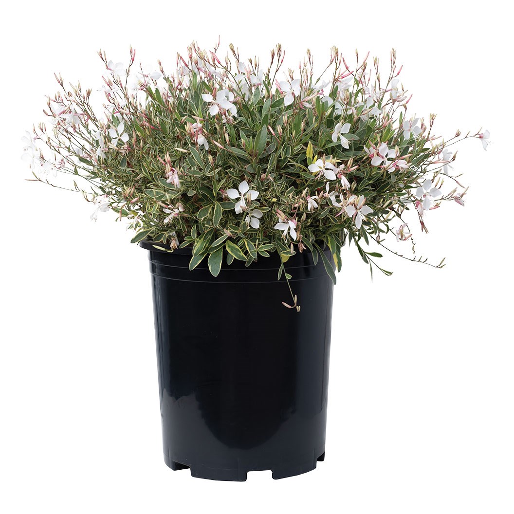 Gaura Sapphire White 140MM Pot