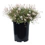 Gaura Sapphire White 140MM Pot