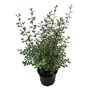 Pittosporum Sheen 140MM Pot