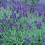 English Lavender 200mm Pot