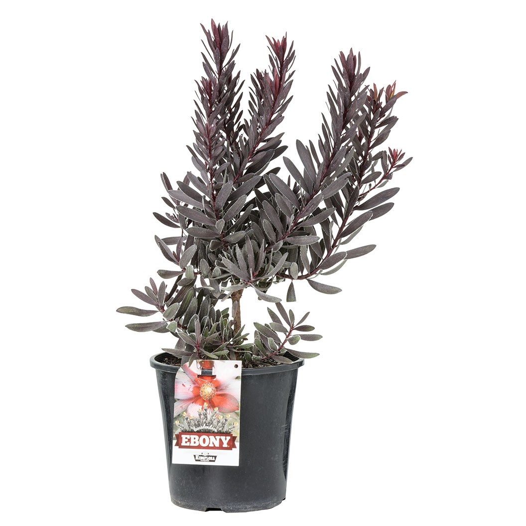 Leucadendron Assorted 200mm Pot