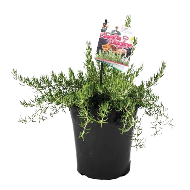 Rosemary Chefs Choice 200mm