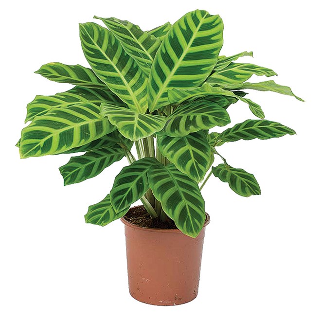 Calathea Zebrina 200MM Pot