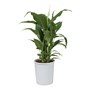 Spathiphyllum Peace Lilly 200mm