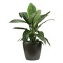 Blue Moon Spathiphyllum 200mm Pot
