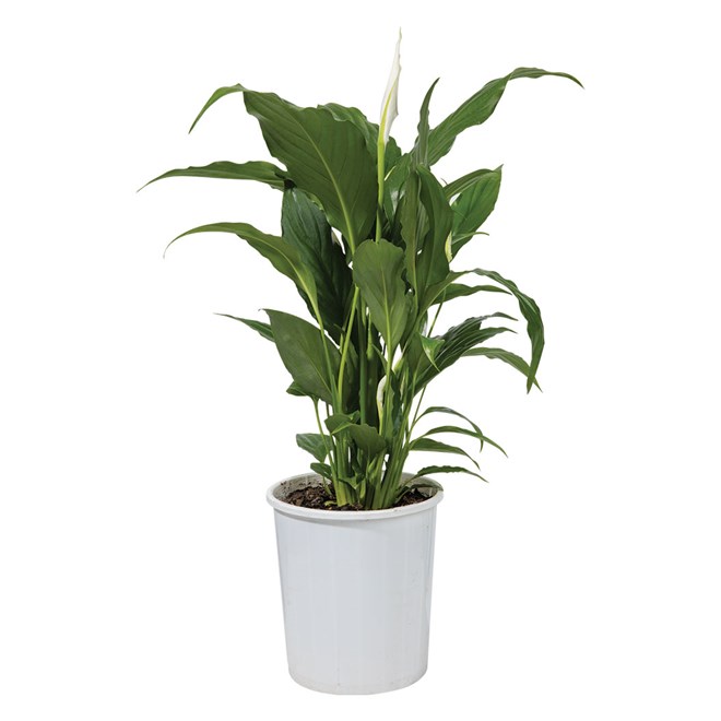 Spathiphyllum Peace Lilly 250MM Pot
