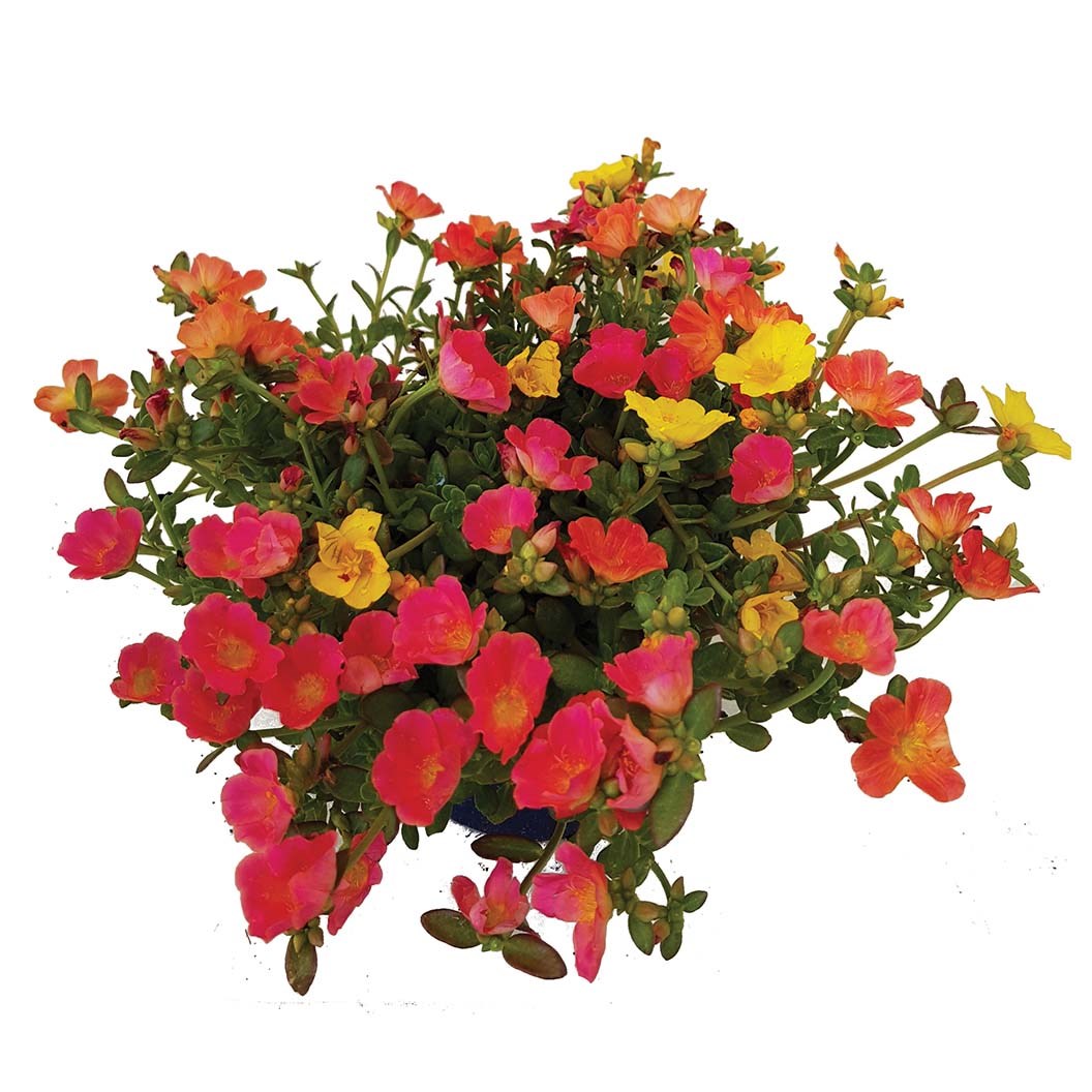 Portulaca 6 Cell Basket