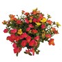 Portulaca 6 Cell Basket