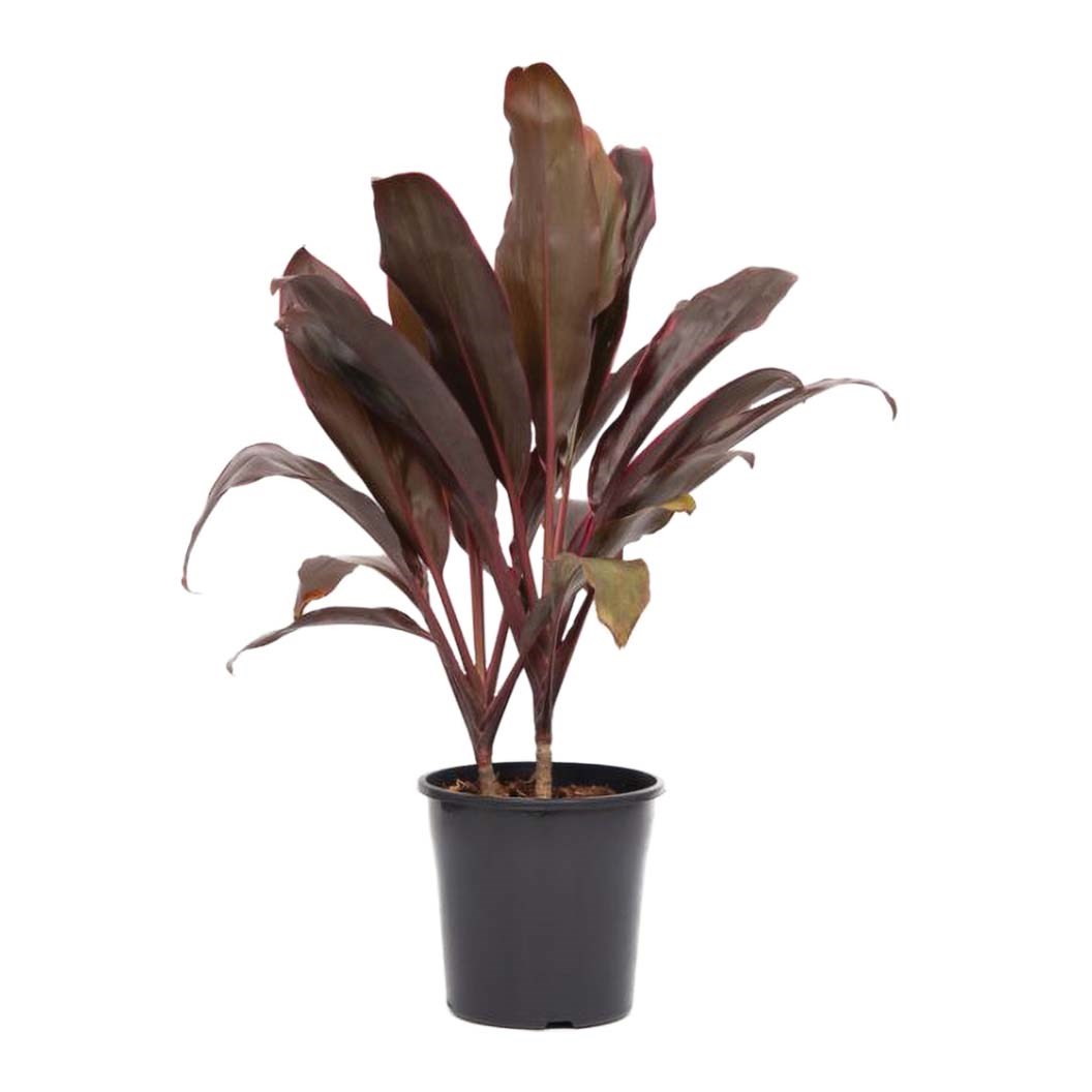 Cordyline Rubra 200mm