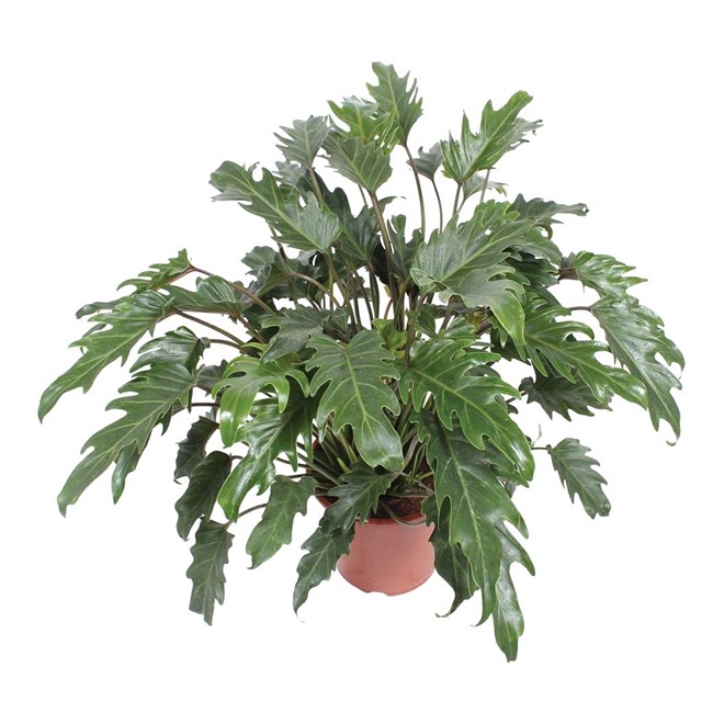 Philodendron Xanadu 200mm
