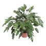 Philodendron Xanadu 200mm