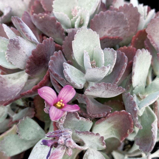Kalanchoe Quicksilver Succulent 240MM Pot