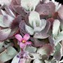 Kalanchoe Quicksilver Succulent 240MM Pot