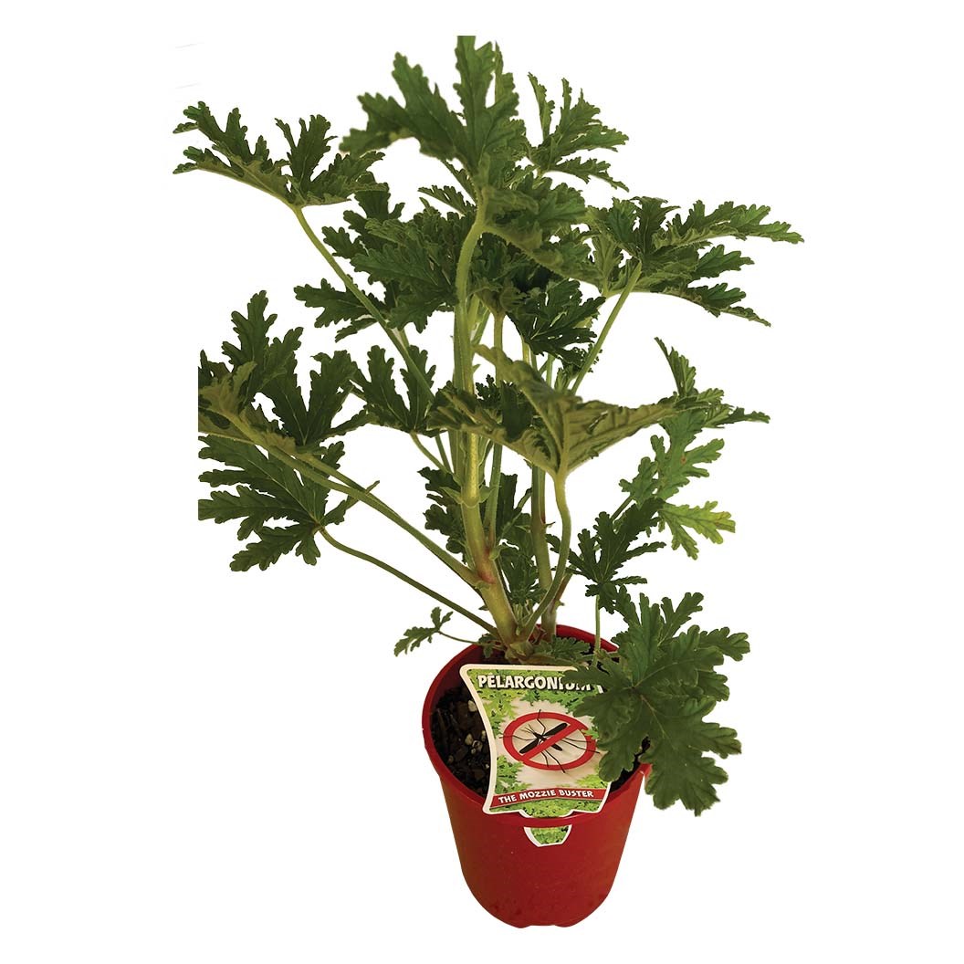 Pelargonium Mozzie And Lizzy 140mm