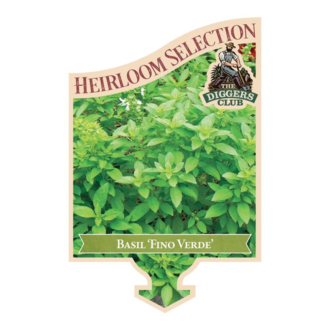 Basil Fino Verde 100mm