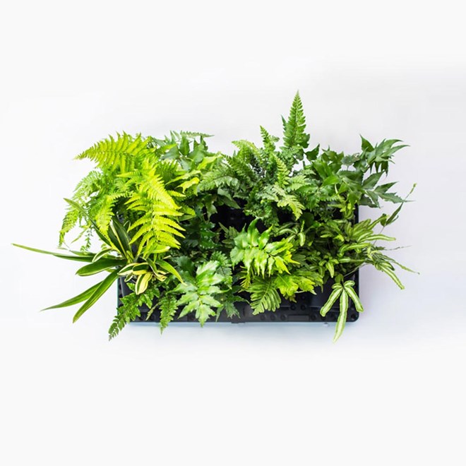 GreenWall Vertical Garden Kit with Irrigation System